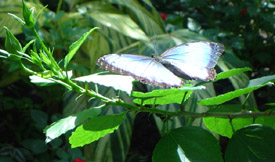 Butterfly catching some sun at the conservatory in Key West, FL