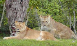 Lions at the Miami Zoo